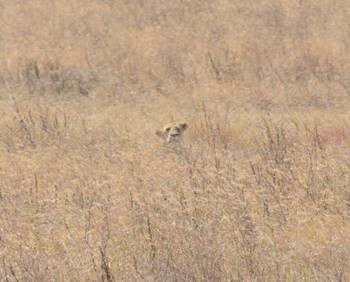 Lion (peeking up over the grass), Cross of Christ Lutheran Tanzania Mission Trip, 2016