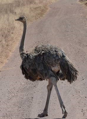 Ostrich (female), Cross of Christ Lutheran Tanzania Mission Trip, 2016