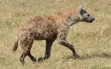 Hyena, Cross of Christ Lutheran Tanzania Mission Trip, 2016