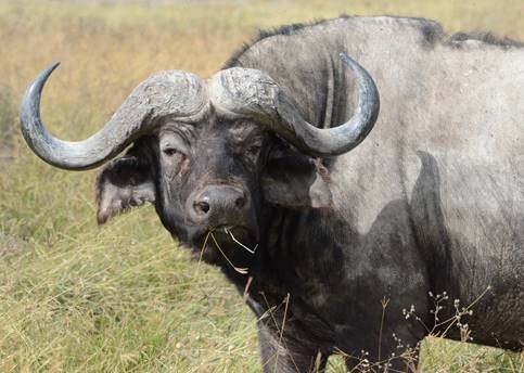 Cape Buffalo, Cross of Christ Lutheran Church Tanzania Mission Team, 2016