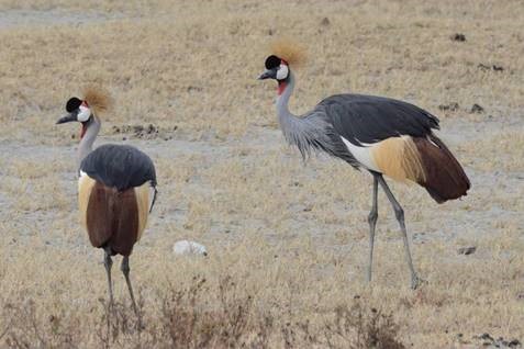 Crown Cranes, Cross of Christ Lutheran Tanzania Mission Trip, 2016