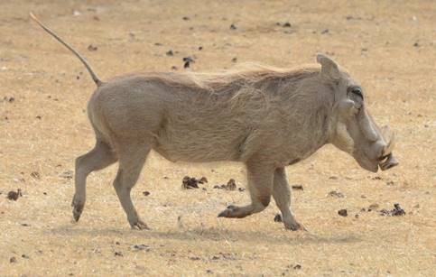 Warthog, Cross of Christ Lutheran Tanzania Mission Trip, 2016